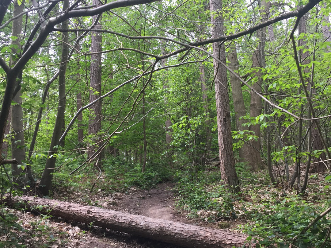 Hemsted Forest景点图片