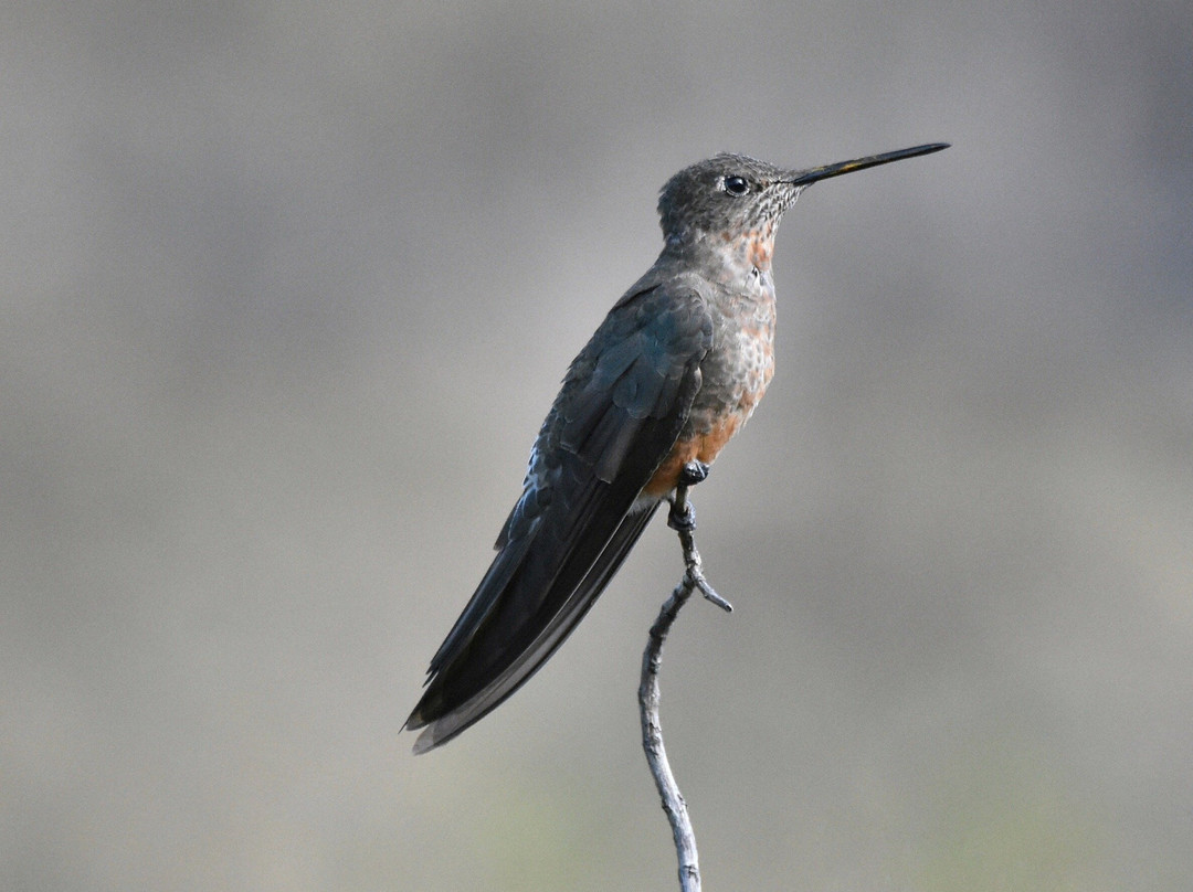 Tambo Condor-Pintag必去景点
