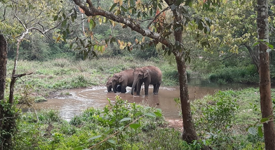 Gavi Forest-帖可迪必去景点
