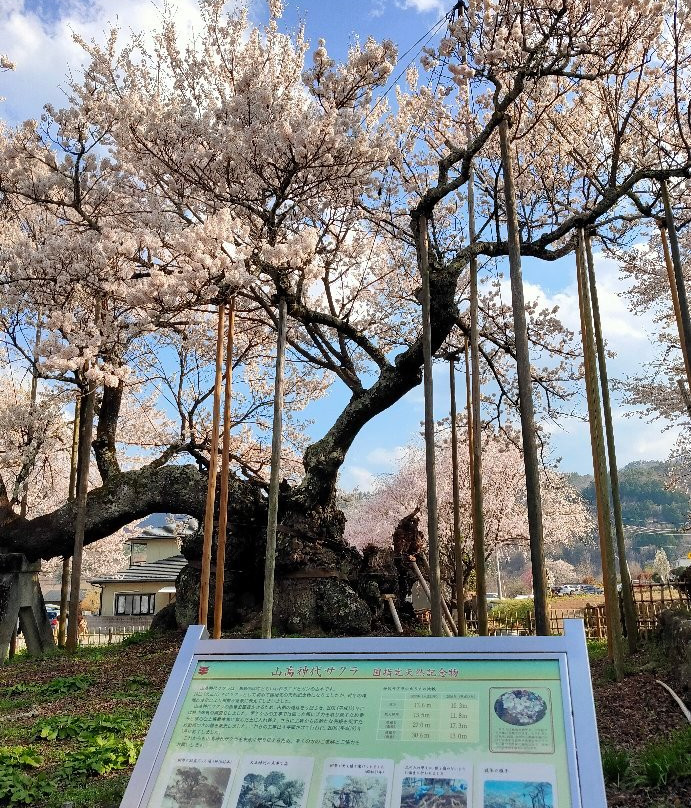 Yamataka Jindai Cherry Blossom景点图片