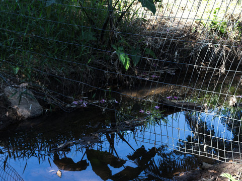 Reserva Biologica Mata Paludosa