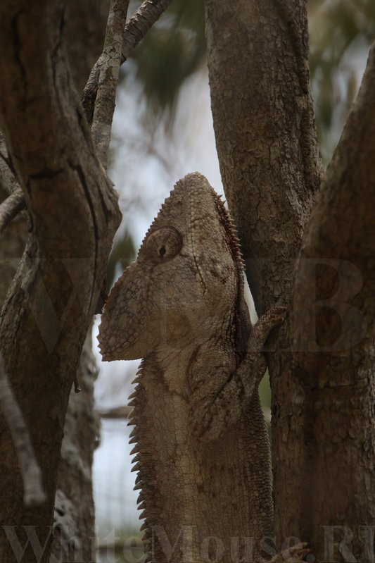 Kirindy Forest Morondava Madagascar景点图片