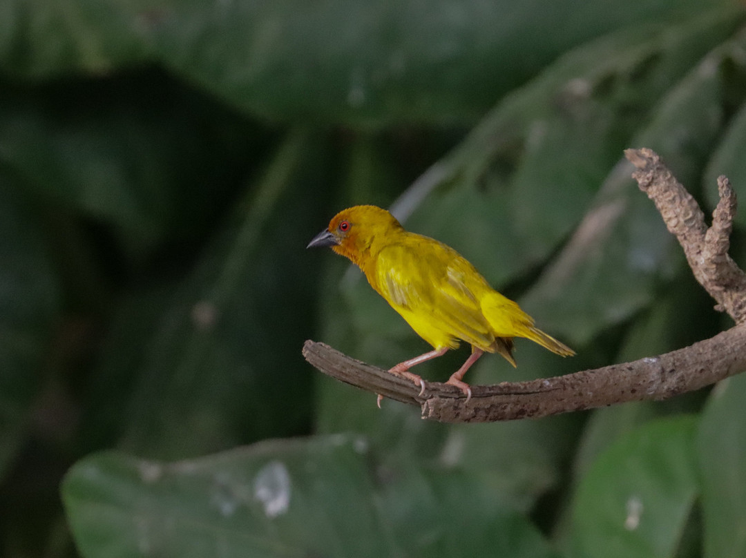 Birdwatching Zanzibar-桑给巴尔市必去景点