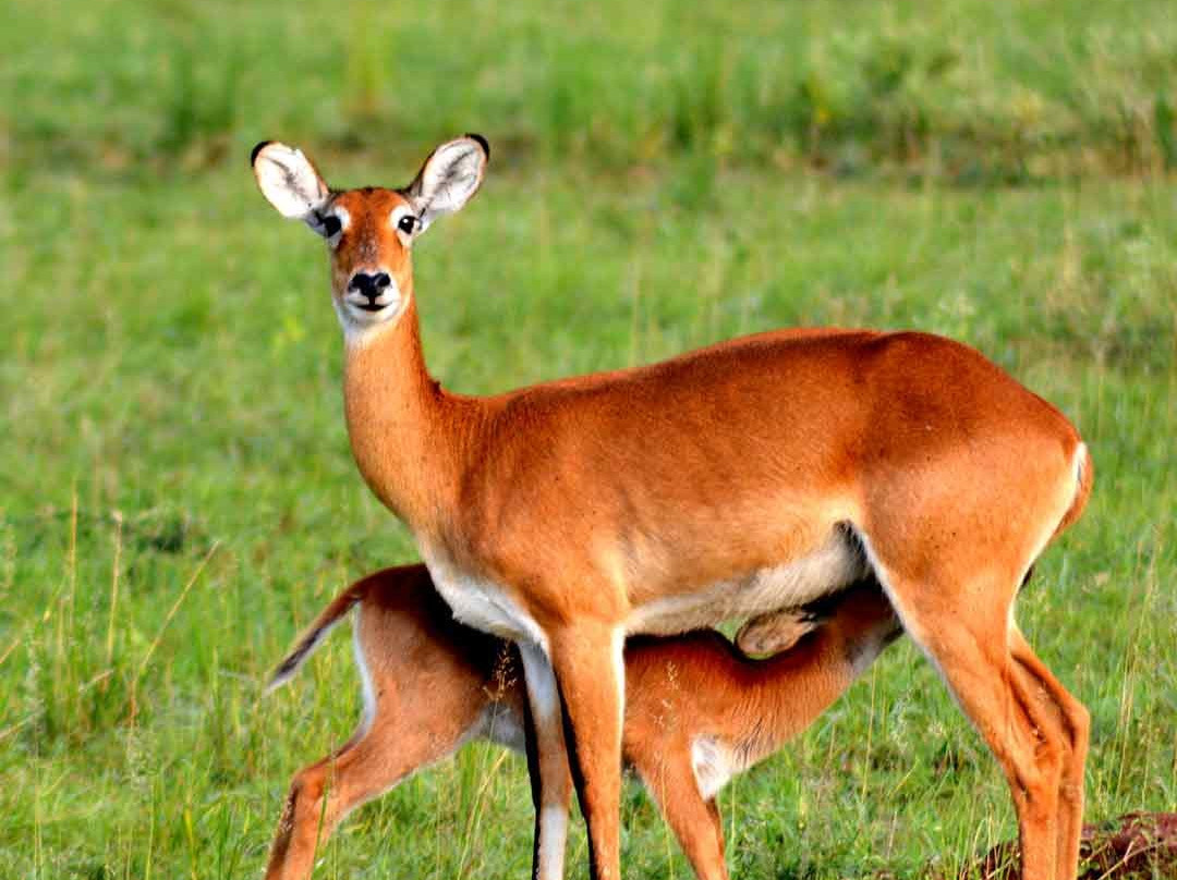 Murchison Falls National Park景点图片
