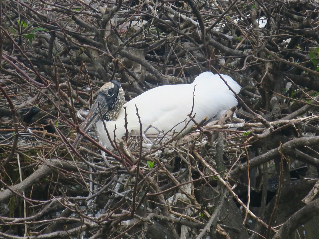 Wakodahatchee Wetlands景点图片