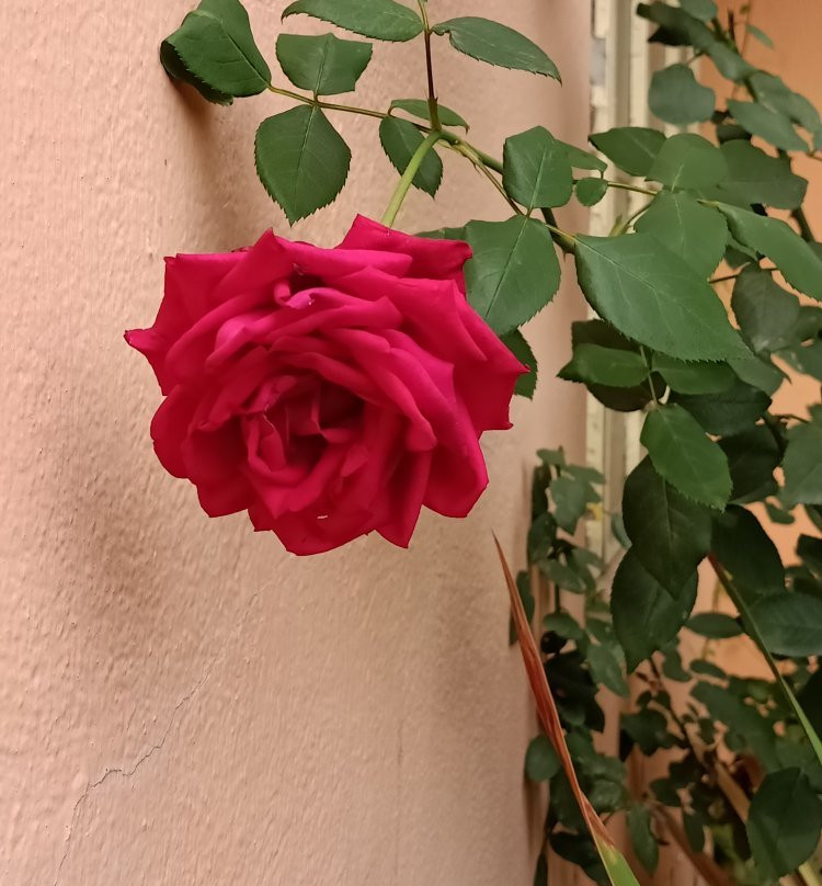 Pubali Homestay主图