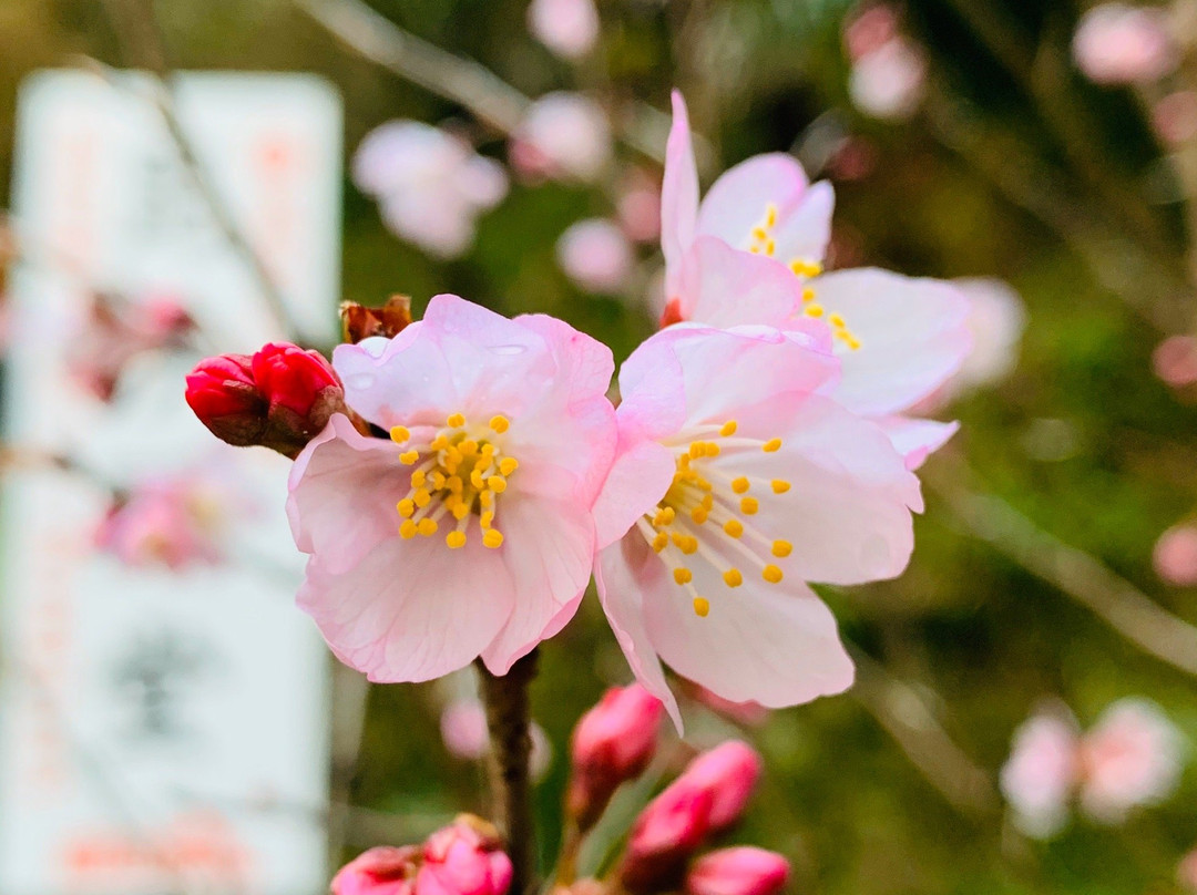Shugakuin Temple-吉野里町必去景点