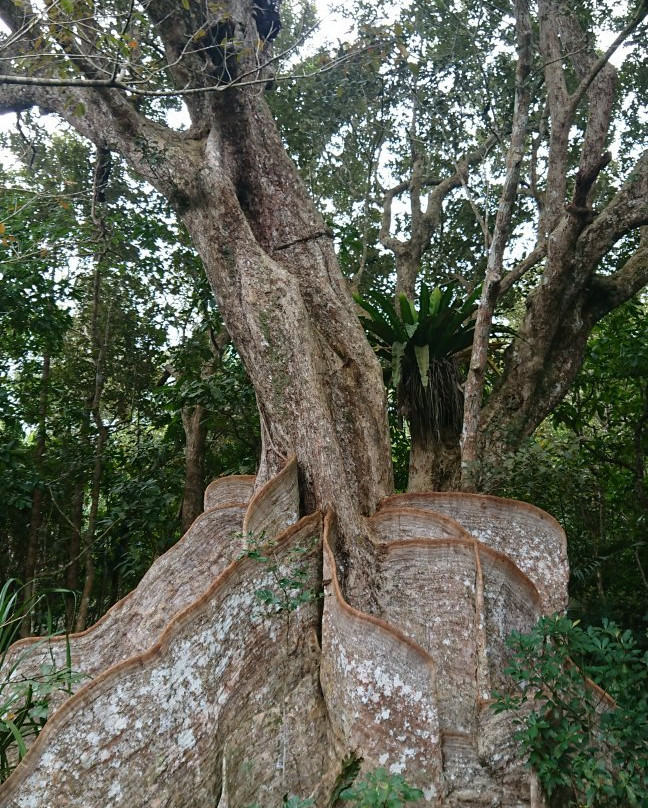 Heritiera Littoralis Tree of Nakama River-竹富町西表岛必去景点