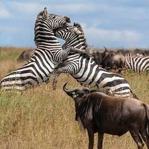 Jungle Memories-Wakiso必去景点