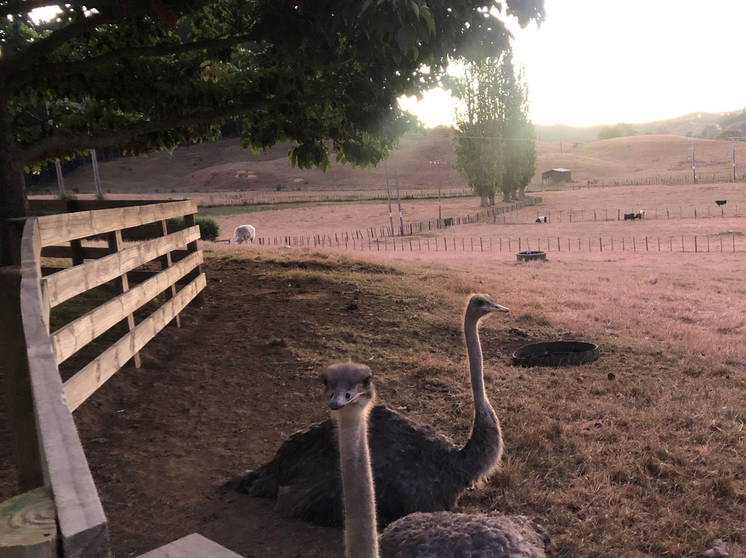 Waitomo Big Bird & Miniature Animal Petting Farm景点图片