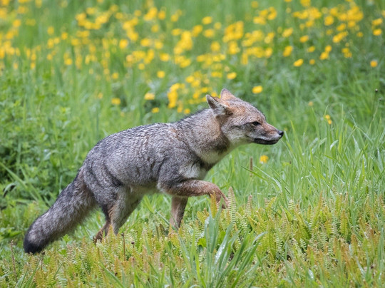 Puerto Varas Gringo Hiking Tours-巴拉斯港必去景点