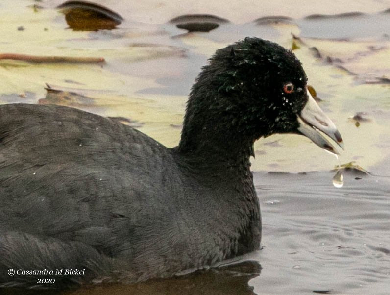 Savannah National Wildlife Refuge景点图片