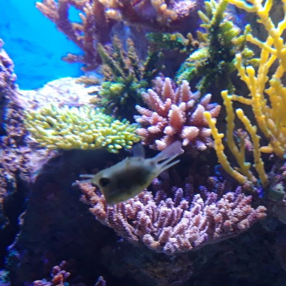 Golden Hall Mall-Chalandri必去景点