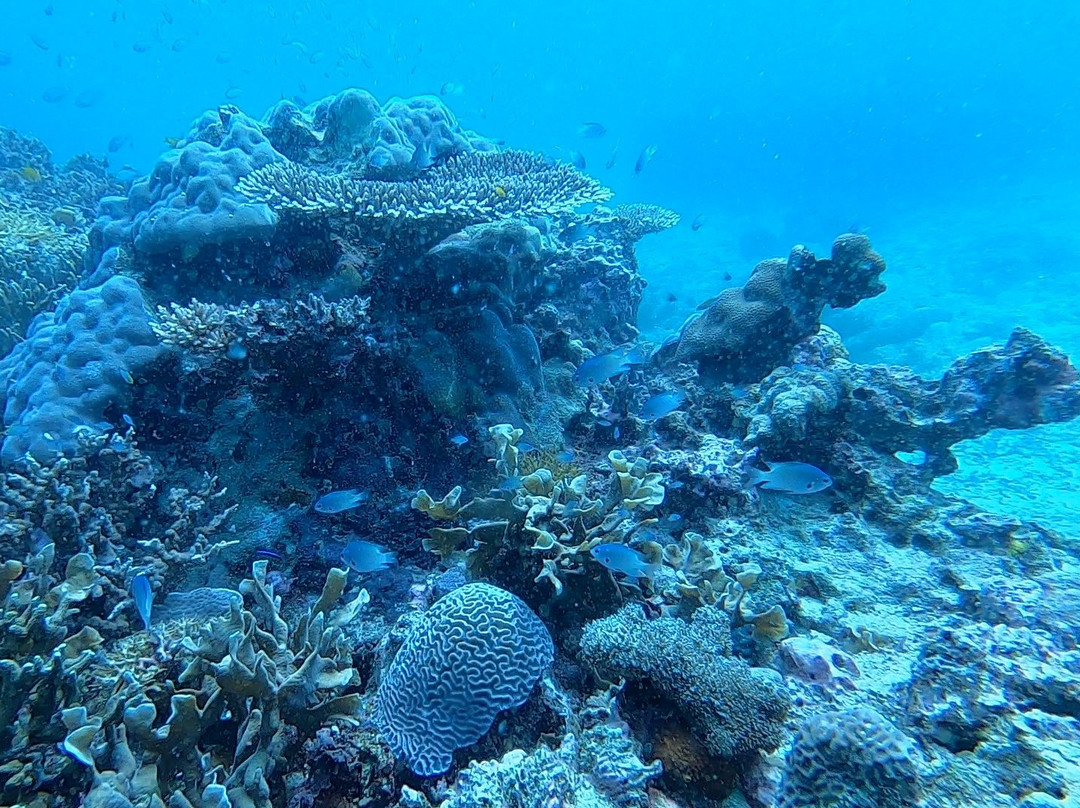 Bigfin Divers-哥打毛律必去景点