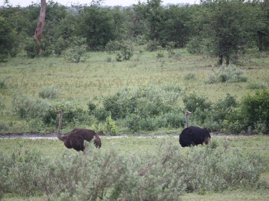 Tambuzi Safaris-霍德斯普鲁特必去景点