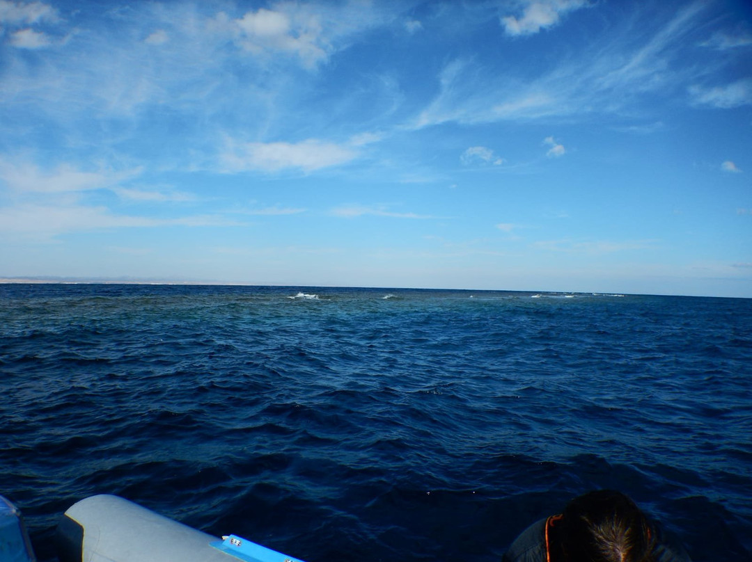 Elphinstone Reef-马萨阿拉姆必去景点