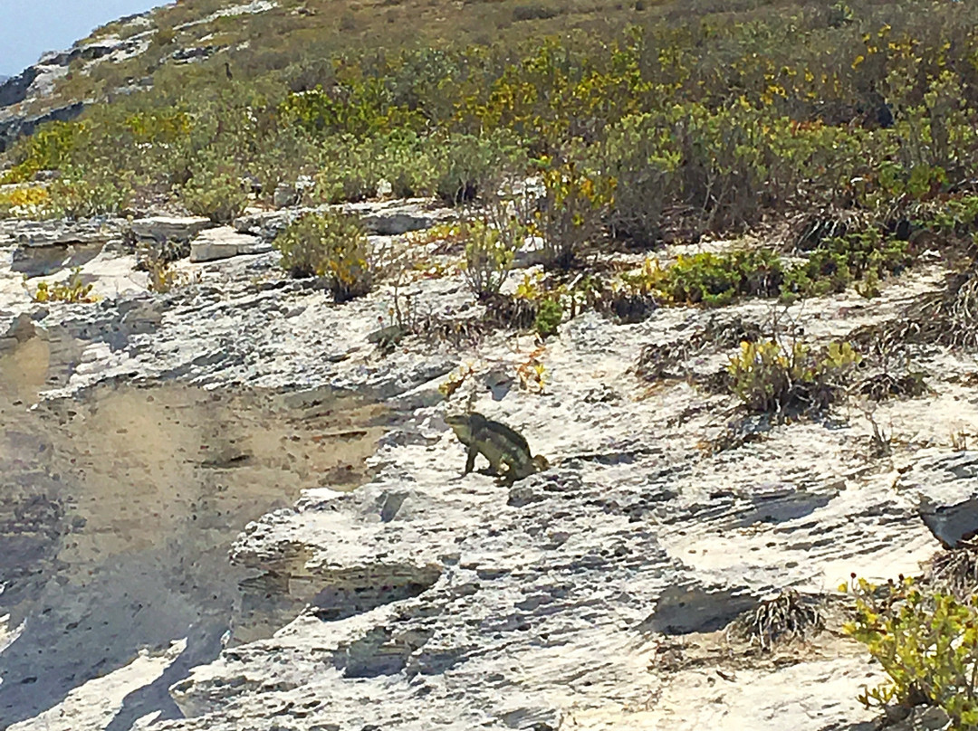 Salt Cay Whale Adventures-Salt Cay必去景点