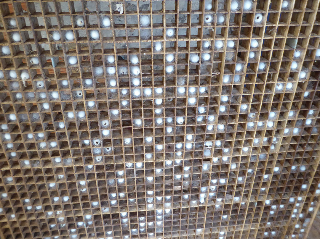 Thien An Cricket Farm-Lam Dong必去景点