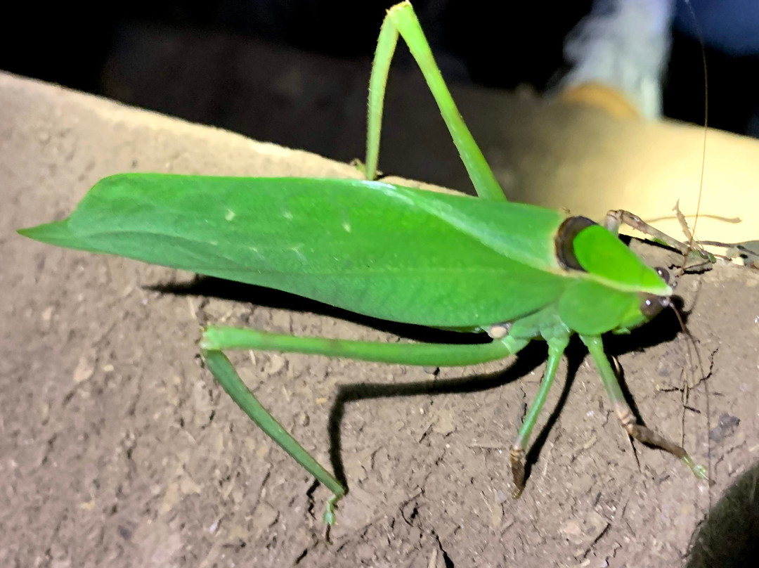 Valle Escondido Night Tour-圣埃伦娜必去景点