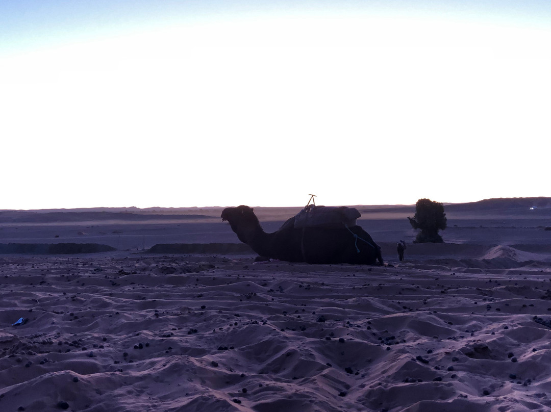 Merzouga Camel Trekking - Day Tours-梅如卡必去景点