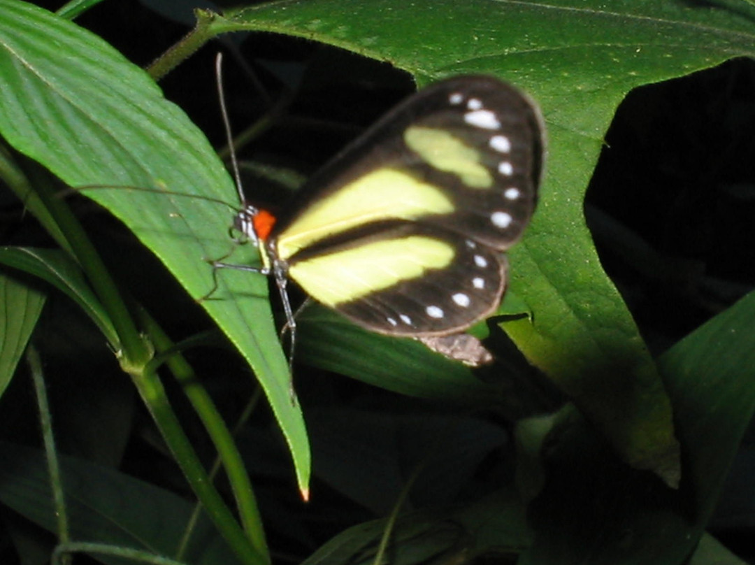Jardin Botanico Universidad Tecnologica de Pereira-佩雷拉必去景点