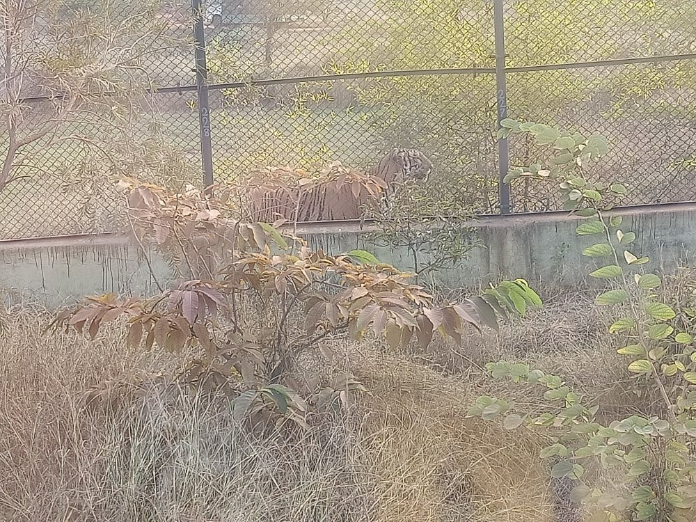 Jungle Safari, Naya Raipur景点图片