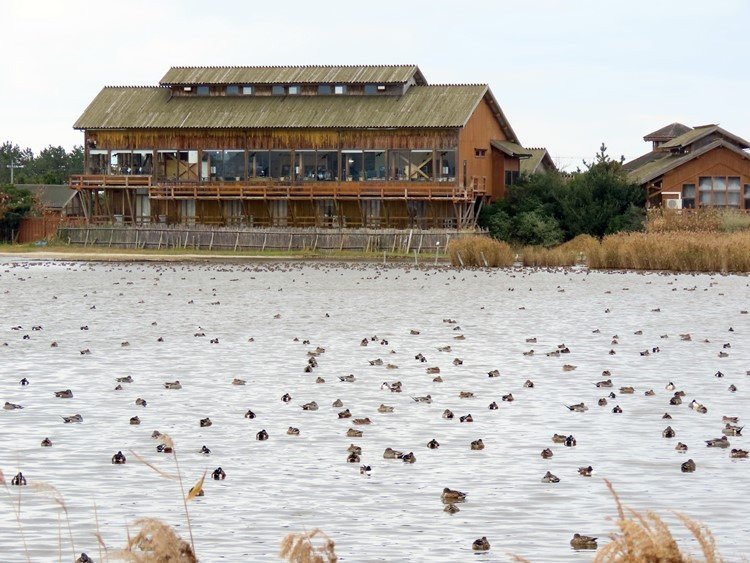 Yonago Waterbird Sanctuary景点图片