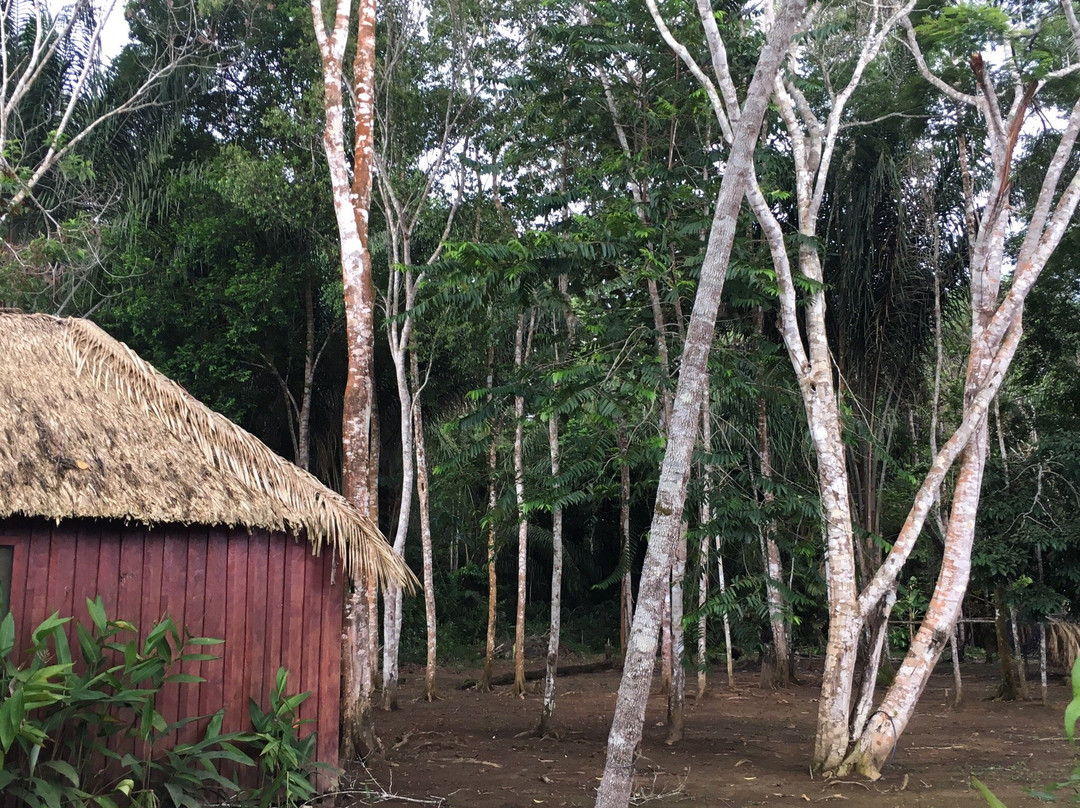 Amazon Green Tours景点图片