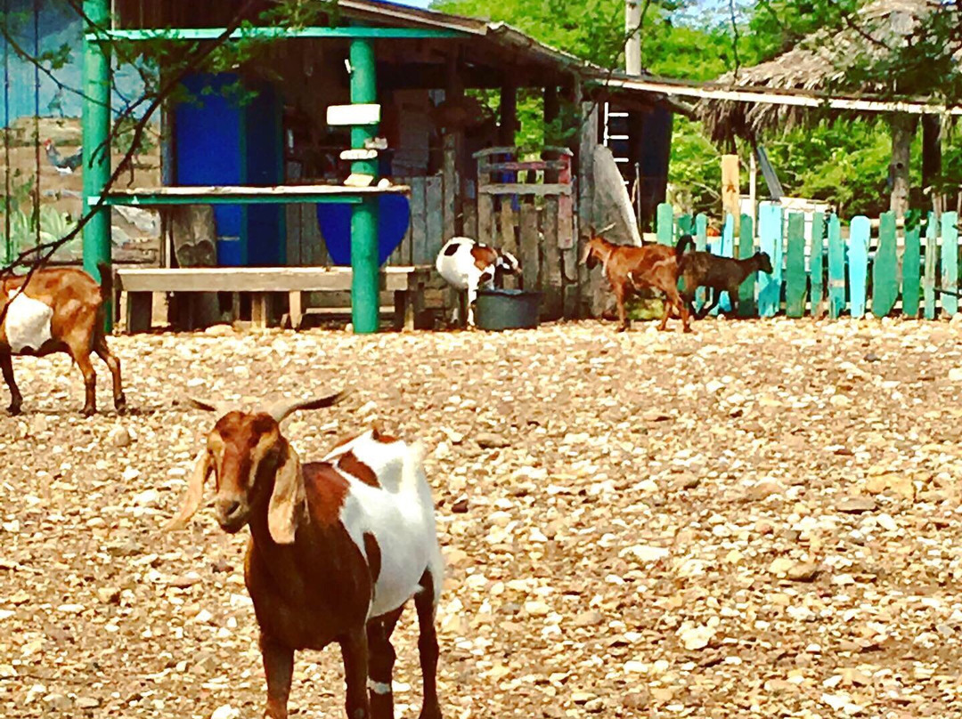 Aletta's Goat Farm (by Appointment Only)-博奈尔岛必去景点