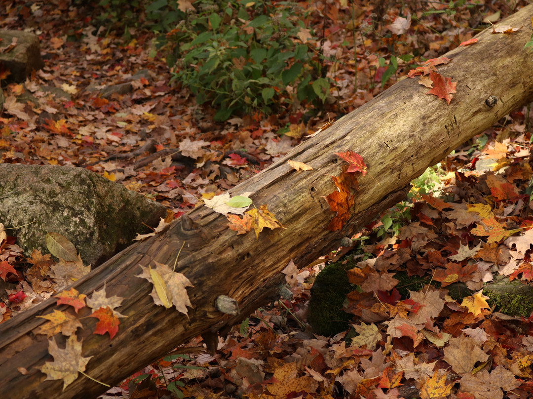 Decew Falls-圣凯瑟琳斯必去景点