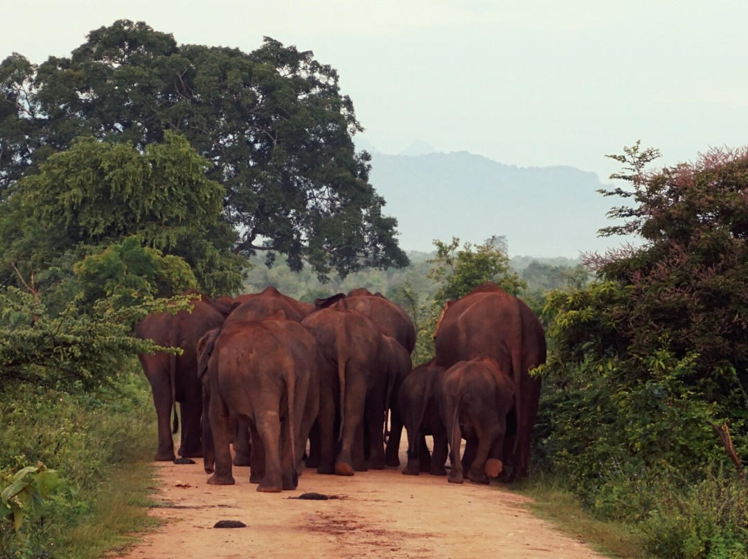 Udawalawe Safari by Leel.-乌达瓦拉瓦必去景点