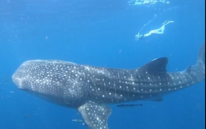 Kali Lemon Dive Resort主图