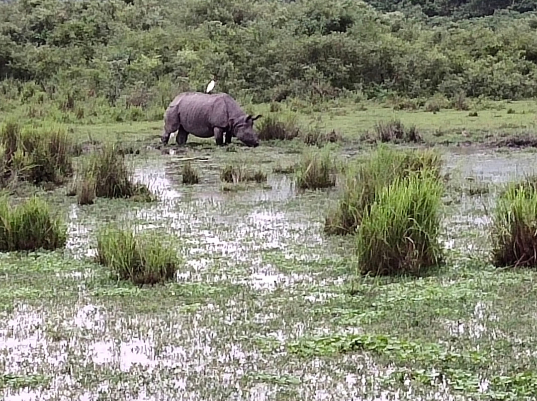 Kaziranga National Park景点图片