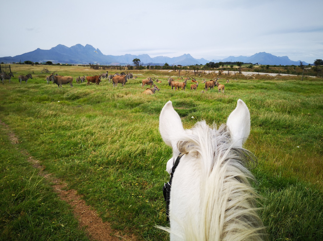 Horse Rides at Pete's景点图片