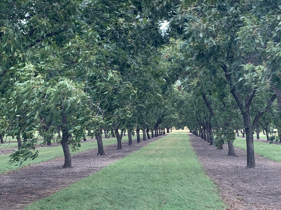 SanSaba River Pecan Company-San Saba必去景点