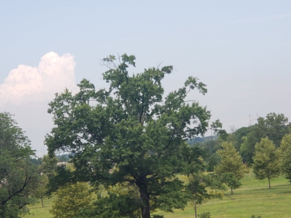 Boyd Park景点图片