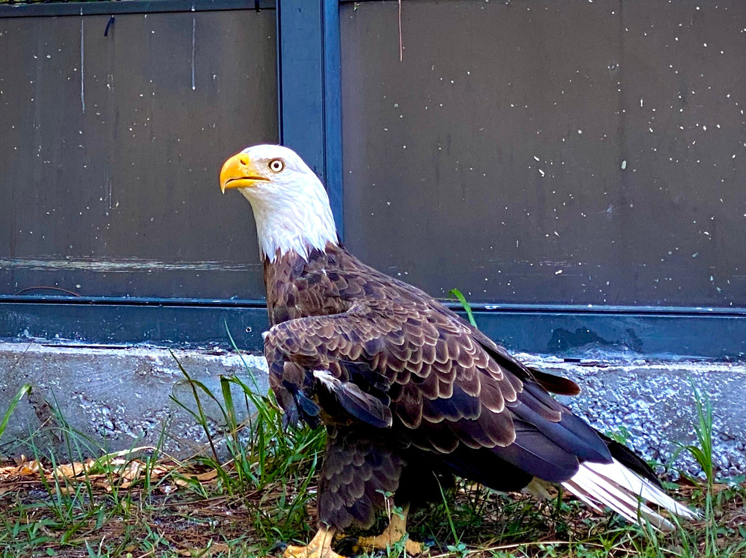 Treasure Coast Wildlife Center