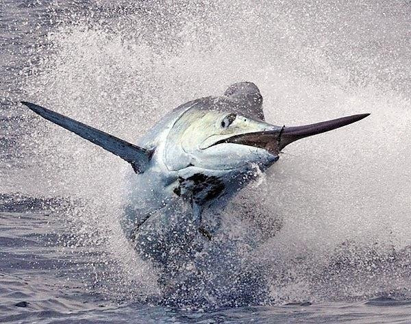 Upper Keys Sportfishing-伊斯拉摩拉达必去景点