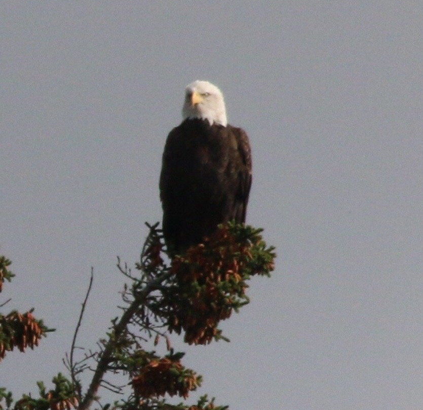 Bar Harbor Boat Tours-巴港必去景点