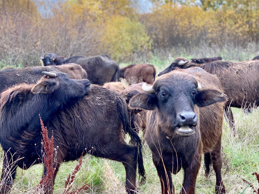 Ella Farm-Klusovo必去景点