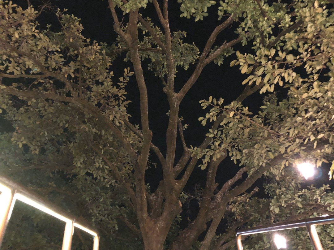 Shopping Iguatemi-普雷图河畔圣若泽必去景点