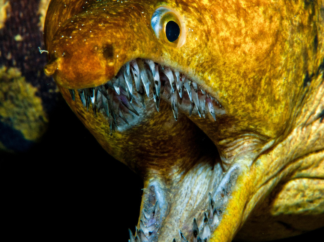 Buceo Pandora-Playa de Arinaga必去景点