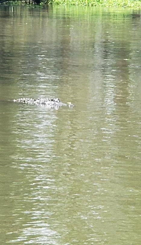 Bayou Black Airboat Swamp Tours景点图片