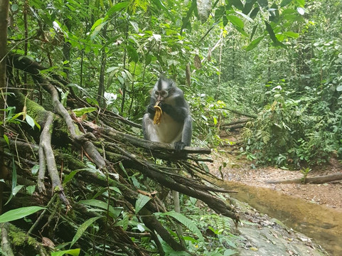 Sumatran Adventure-武吉拉旺必去景点