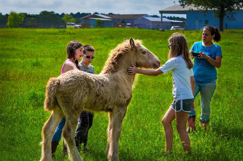 Aunique Ranch Gypsy Cob Vanner Horses-Huntsville必去景点