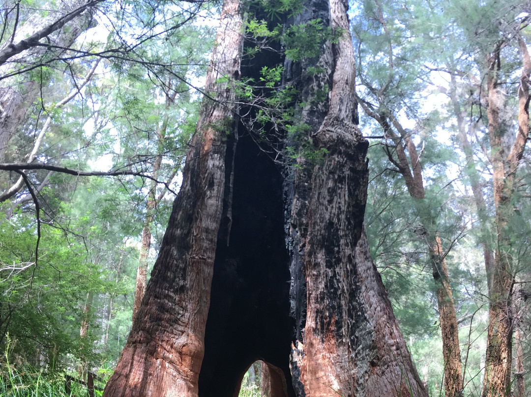 Giant Tingle Tree景点图片