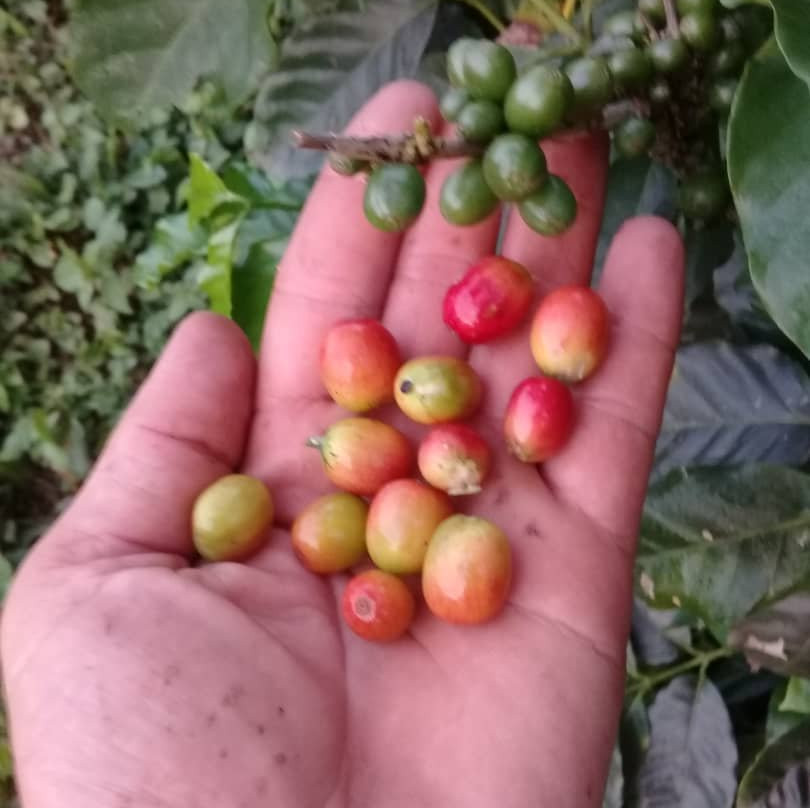 Finca L'Armonia景点图片