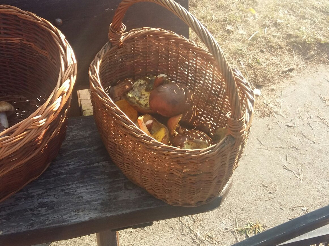 Dziemiany旅游攻略图片