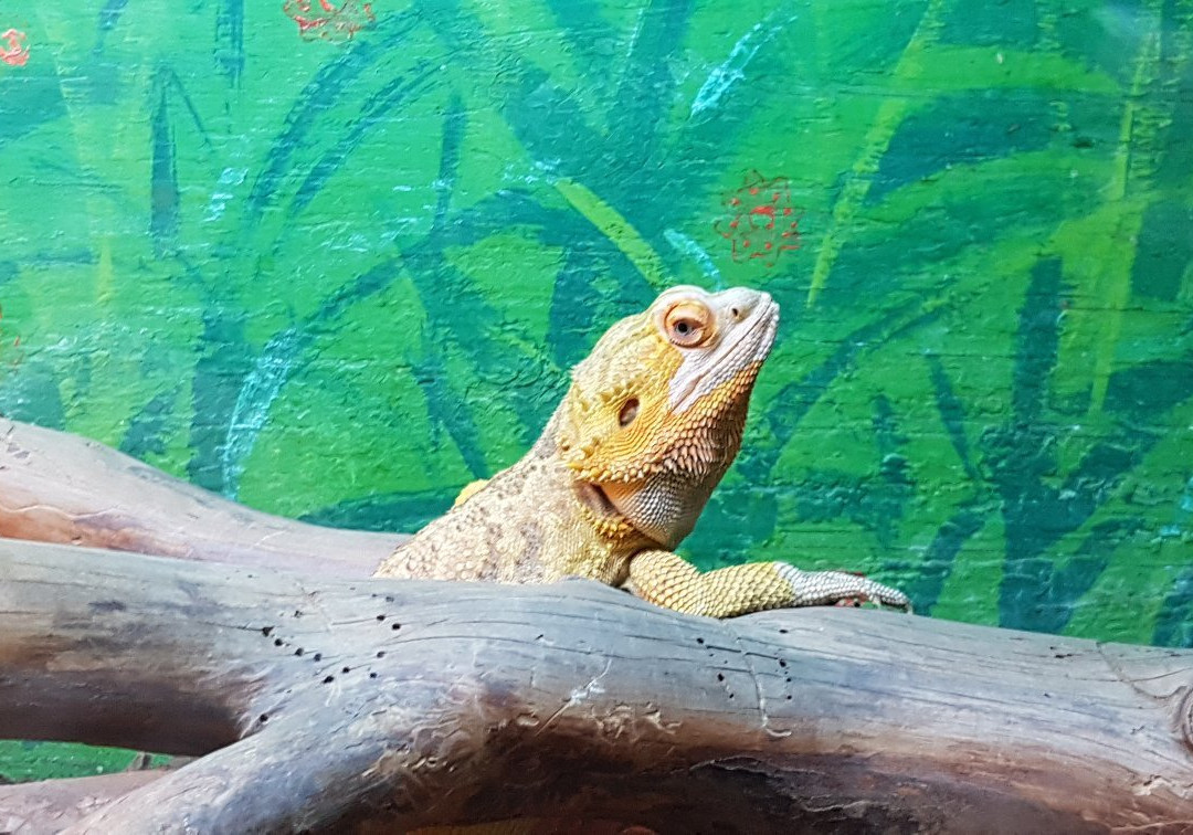 Lomamäki Petting Zoo-Inkoo必去景点