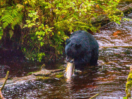 Kawanti Adventures-凯奇坎必去景点